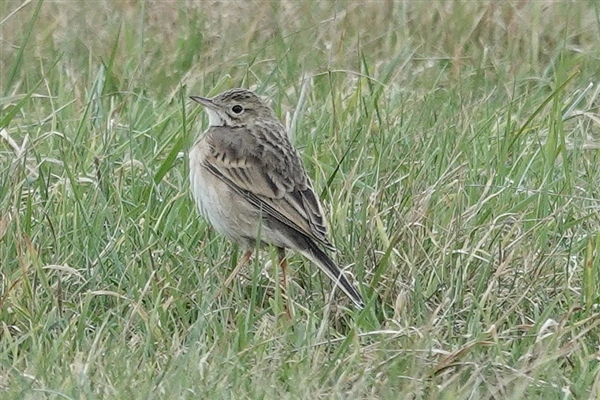 Richard's Pipit standing in short grass, facing left