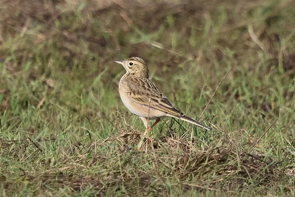 Richard's Pipit standing on matted grass among short grass