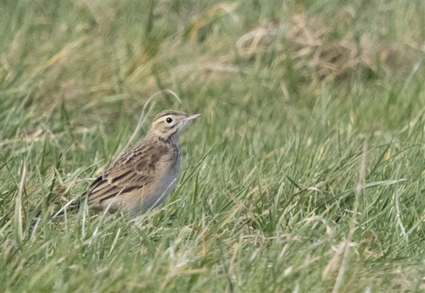 Richard's Pipit standing in short grass, facing  right