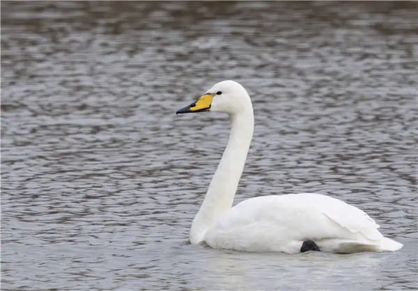 A Whooper Swan swimming on the lake at Floodplain Forest Nature Reserve
