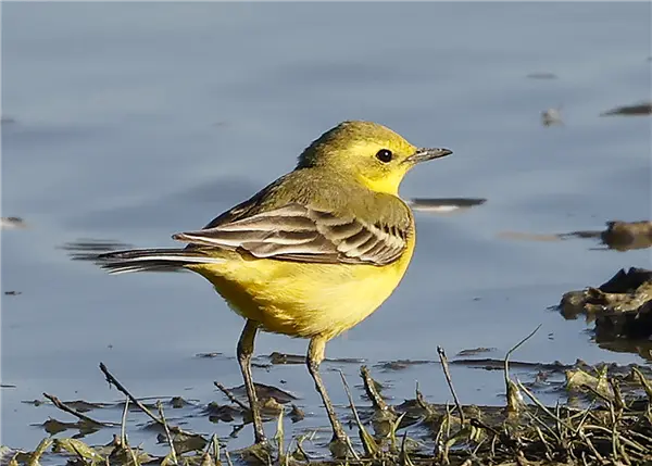 A Yellow Wagtail standing on the edge of the water