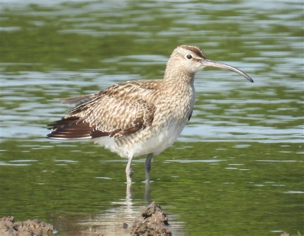 A Whimbrel wading in the water at Dorney Common