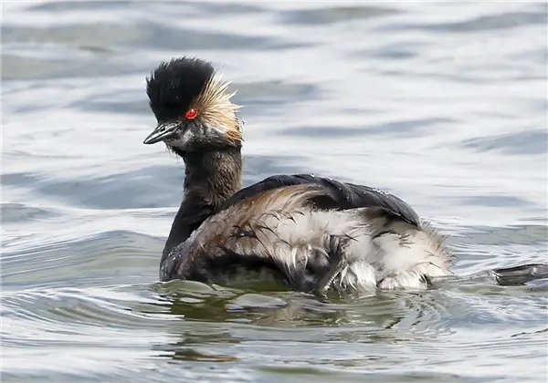 A Black-necked Grebe swimming on the lake at Linford GP