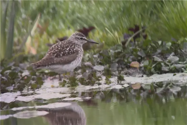 A Wood Sandpiper standing on the edge of Amersham Flood Meadows
