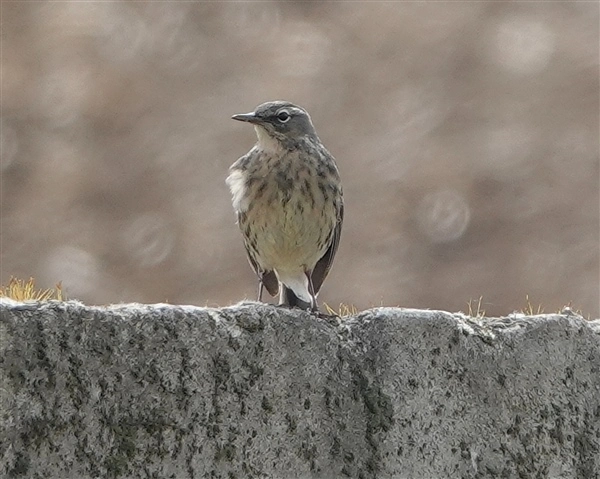 A Rock Pipit standing on a wall