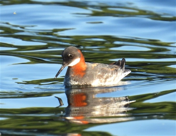 A Red-necked Phalarope swimming on the water at Caldecotte Lake