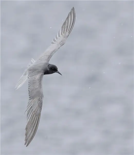 A Black Tern flying over the water at Foxcote Reservoir