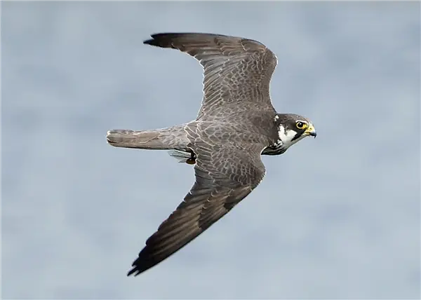 A Hobby flying over water