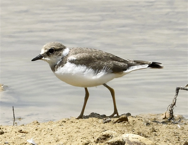 Little Ringed Plover walking along the water's edge
