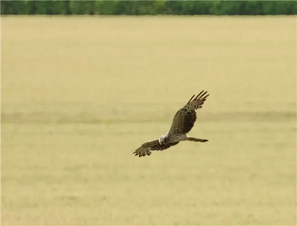 A Monatgu's Harrier flying over fields