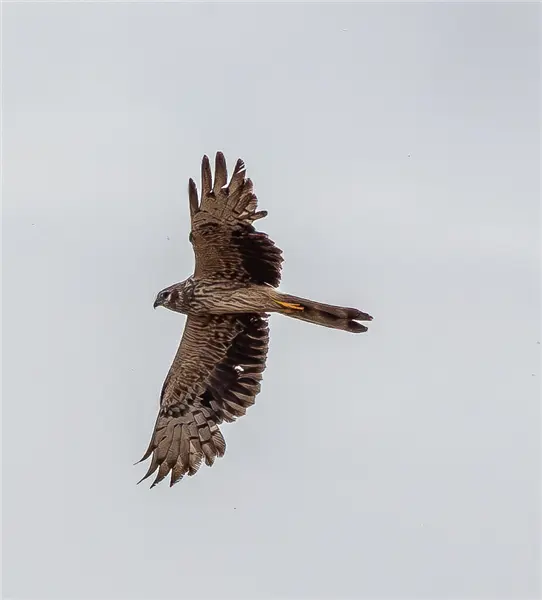 Montagu's Harrier flying