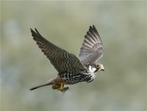 A Hobby flying with a Dragonfly it has caught in it's talons