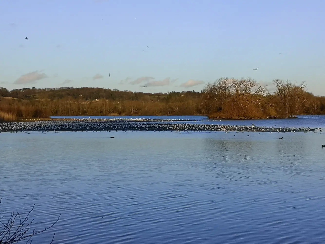 Gulls roosting at dusk along exposed mud flat at Little Marlow Gravel pit