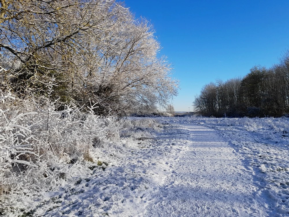 A view of a wide snowy path bordered by snowy and frost covered trees at Tattenhoe