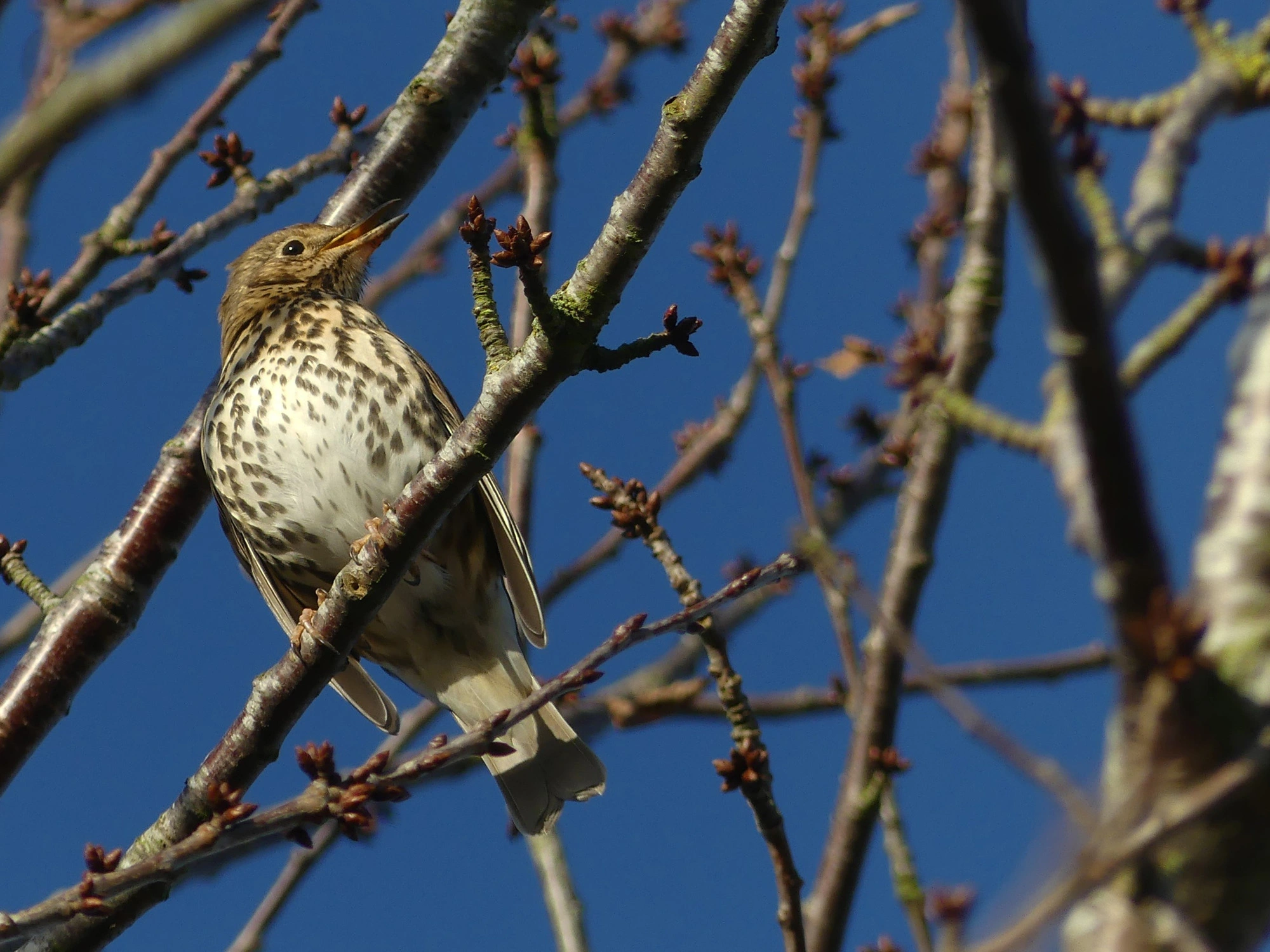 A Song Thrush, sitting on bare branches at Tattenhoe