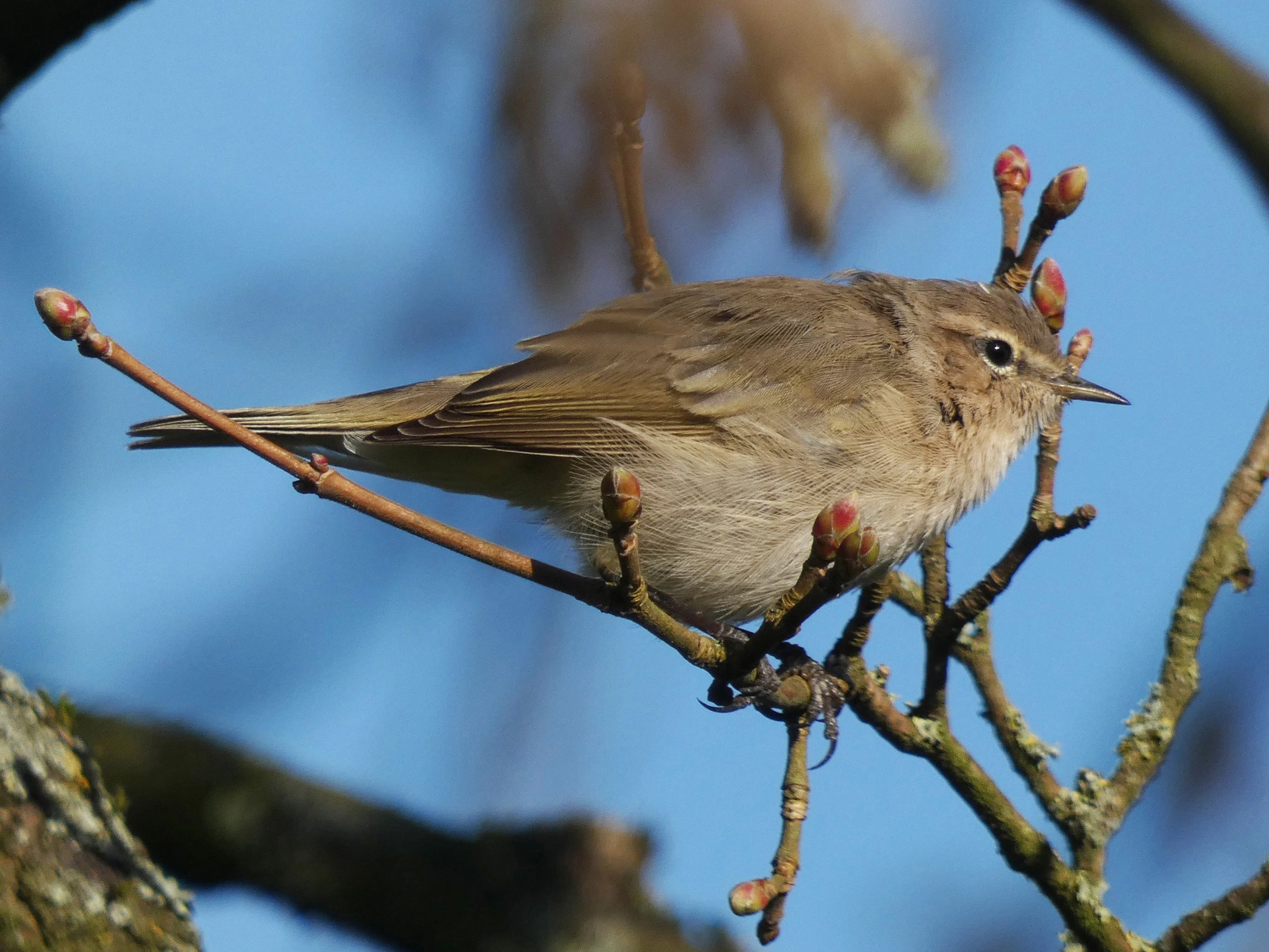 A Chiff Chaff, sitting on bare branches at Tattenhoe
