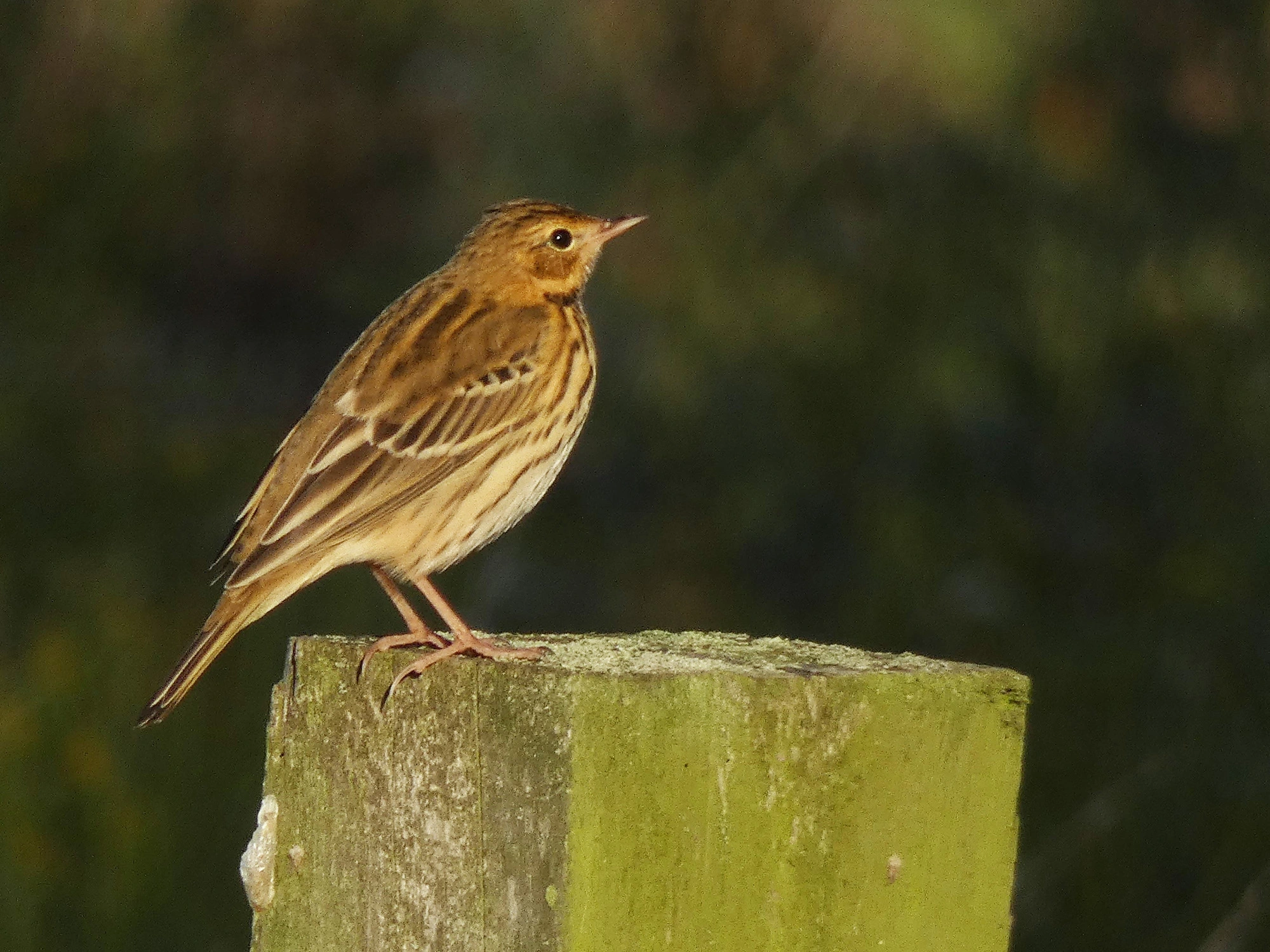 A Tree Pipit, sitting on top of a fence post at Tattenhoe Park