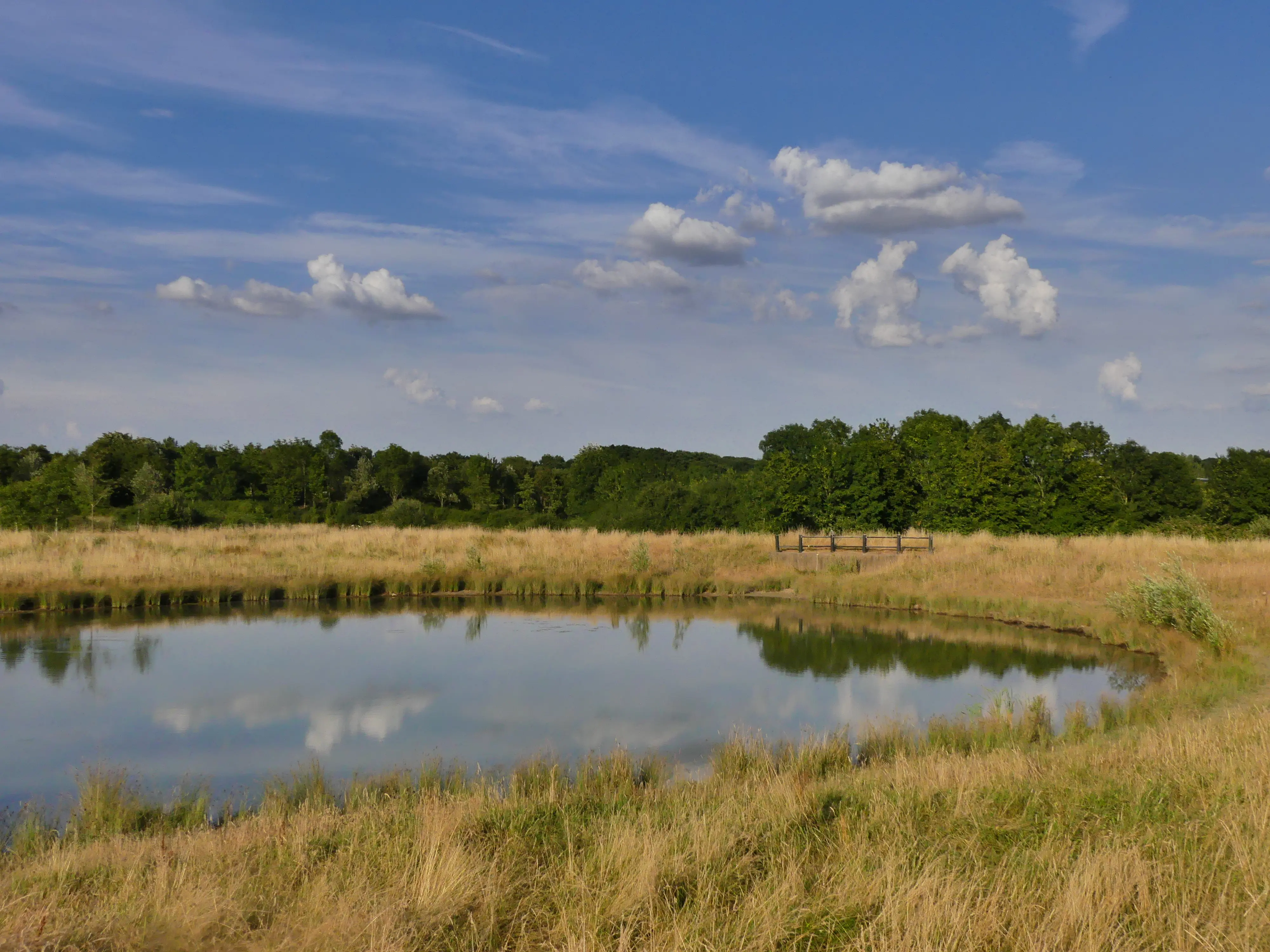 A pond edged with rough grass at Tattenhoe Park, with woodland in the background