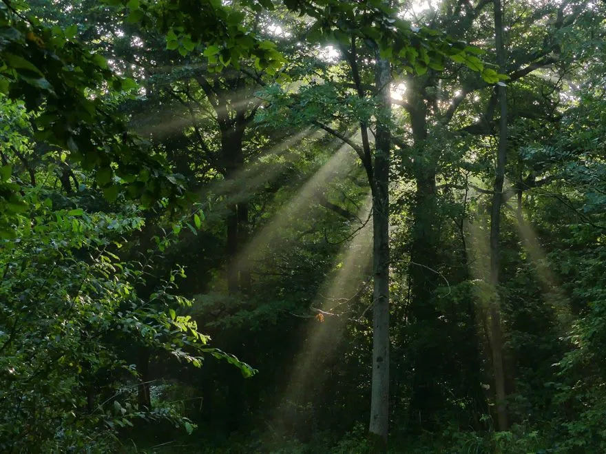 Rays of sunlight shining through the tree canopy at Howe Park Wood