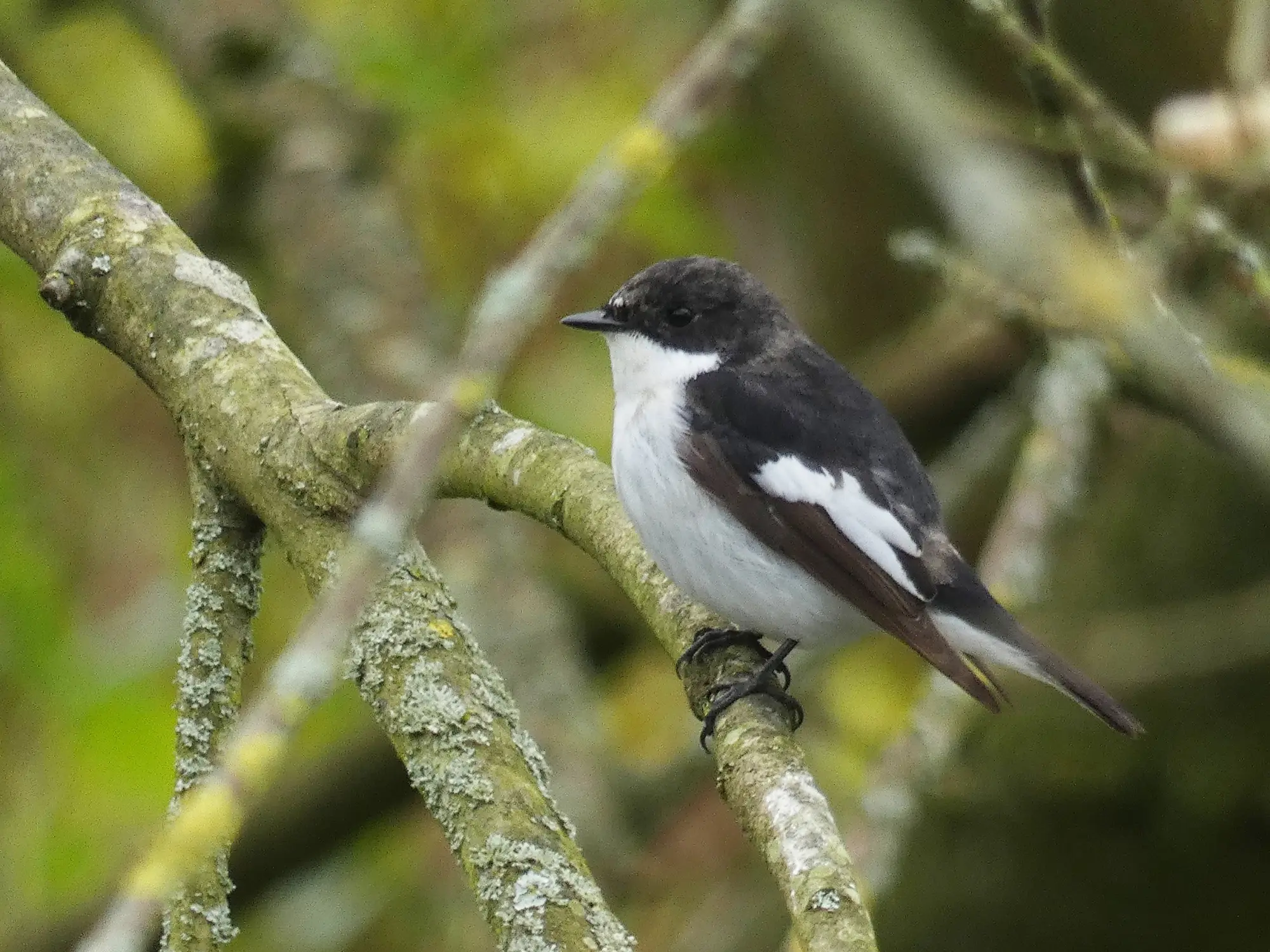 A male Pied Flycatcher, sitting on bare branches at Howe Park Wood