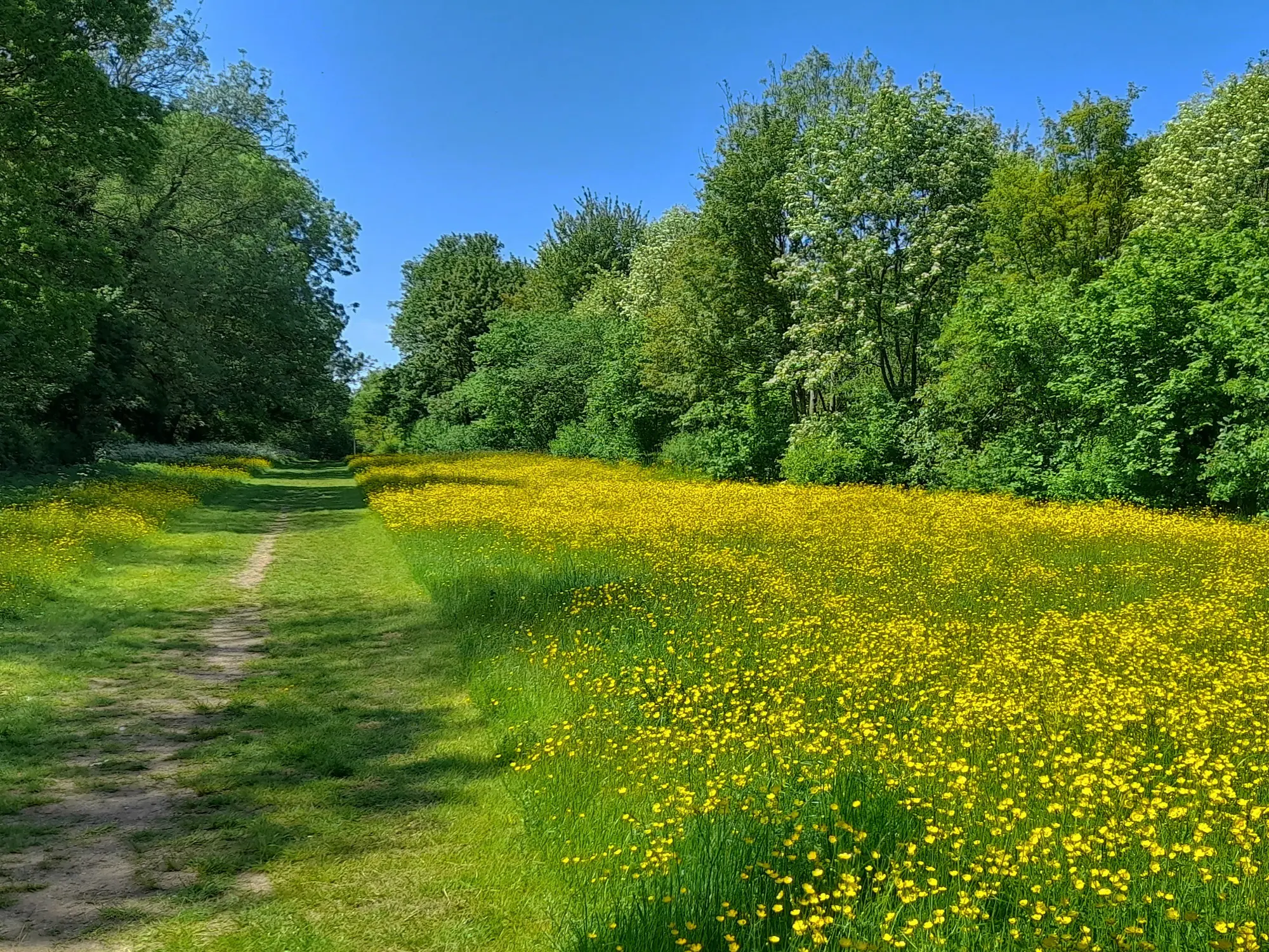 A grass track in Howe Park Wood in the spring. Bordered by yellow wild flowers and woodland