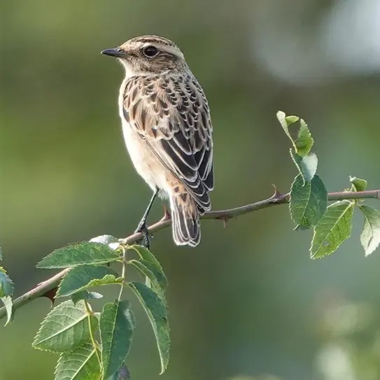 A Whinchat, sitting on a branch at Hare Hatch Lane