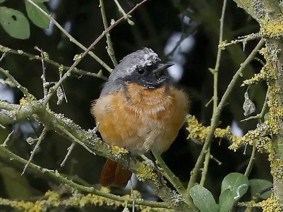 a male Redstart, sitting on a lichen covered branch, at Rowsham