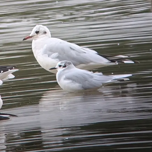 A Little Gull in winter plumage, standing in shallow water next to a Black headed gull, at Little Marlow GP