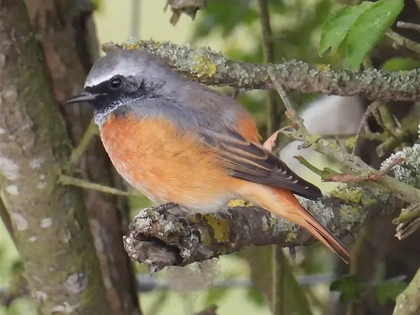 A male Redstart, sitting on a bare branch, at Rowsham