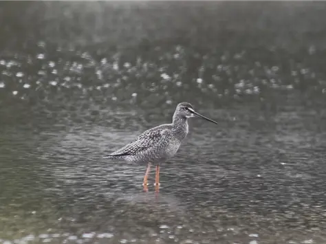 Spotted Redshank, wading in shallow water, at Amersham Flood Meadows