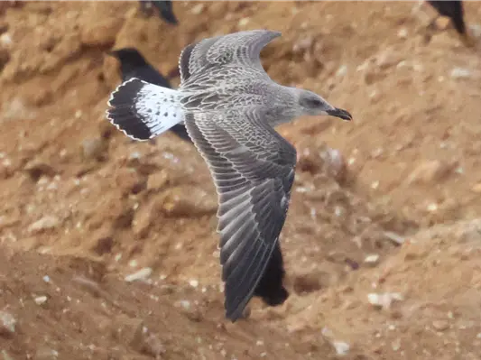A juvenile Yellow-legged Gull flying against a muddy backdrop at Springfield Farm landfill
