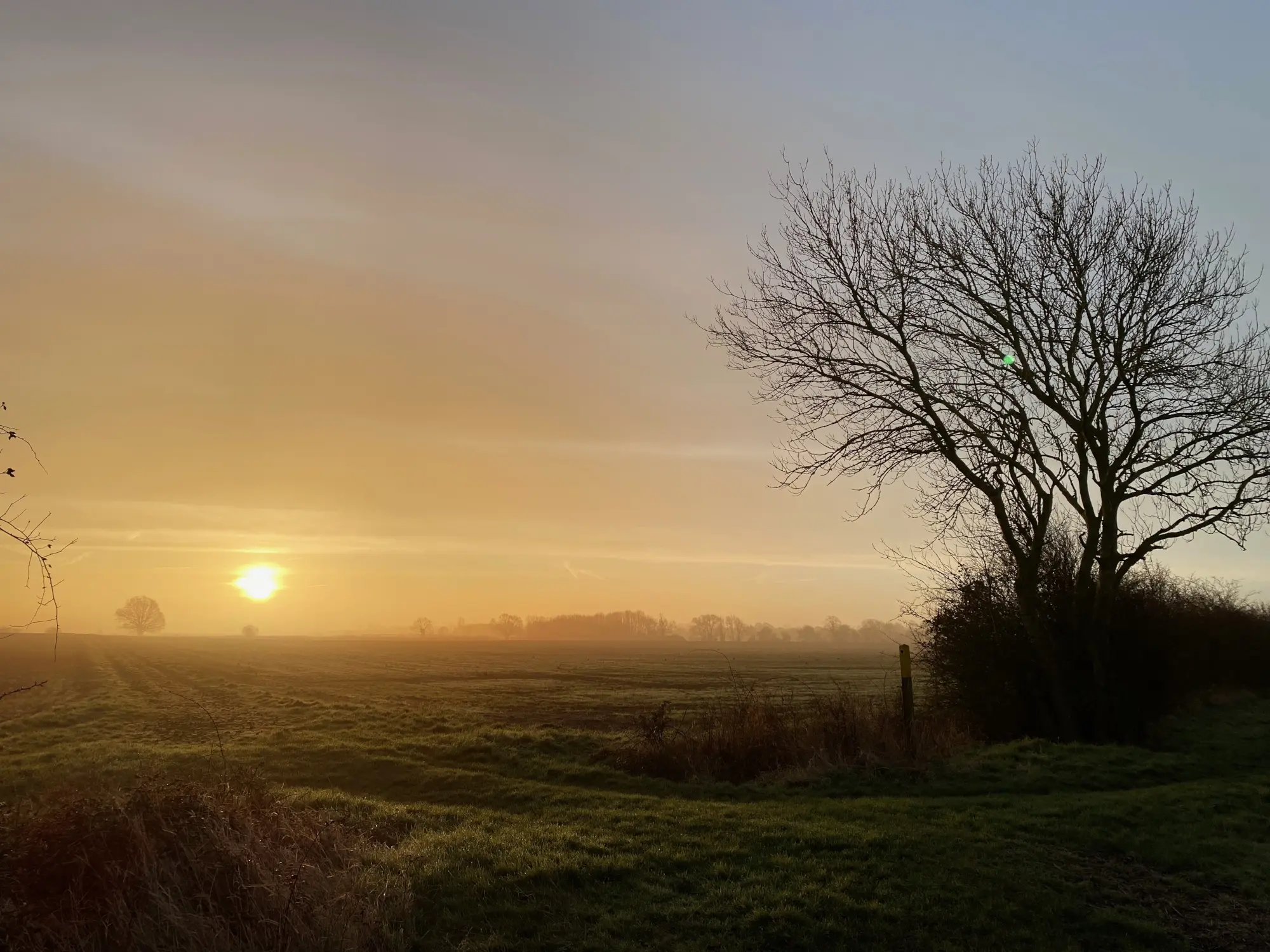 A sunrise over fields in winter, with a silhouetted tree to the right