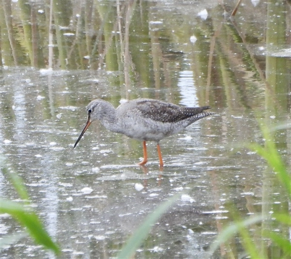 A Spotted Redshank, wading in sallow water, with grass and reeds around them