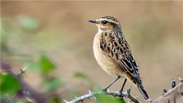 A Whinchat standing on a thorny blackberry branch.