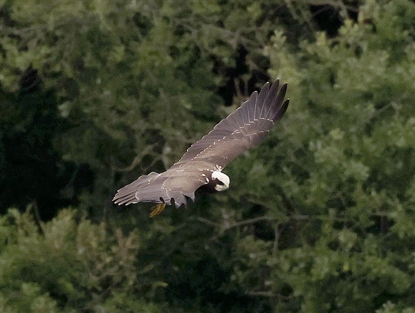 A Marsh Harrier in flight at Linford Nature Reserve, with trees behind them