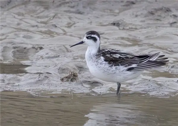 A red-necked Phalarope, wading in shallow water next to a muddy shore.