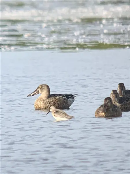 A Curlew Sandpiper, wading in water at Dorney Common. Some Shoveler ducks are swimming behind