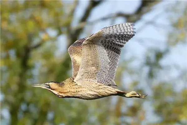 A Bittern in flight at Linford Nature Reserve, with trees behind them