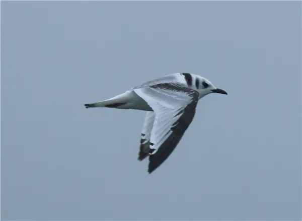 A Kittiwake flying