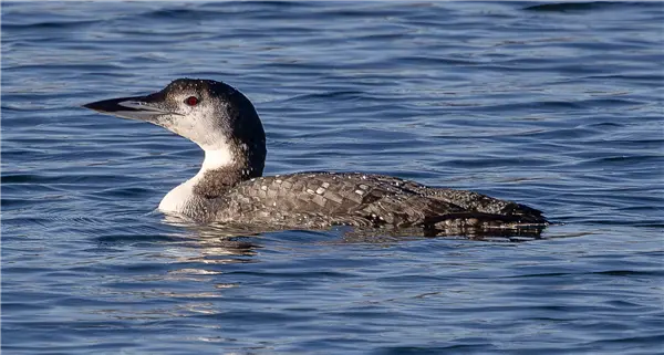 A Great Northern Diver swimming in Foxcote Reservoir
