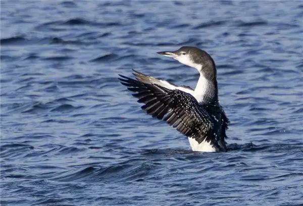 A Great Northern Diver, flapping it's wings whilst on the water at Foxcote Reservoir