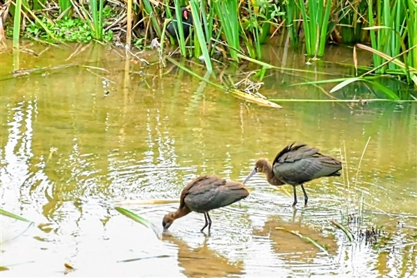 A pair of Glossy Ibis, wading in shallow water at College Lake, with reeds in the background