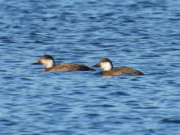 2 Common Scoter, swimming on Willen Lake South