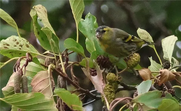 A Siskin eating Alder seeds, perched on an Alder branch