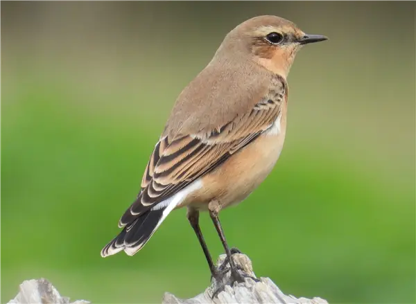 A Wheatear standing on top of a rock, with blurred grass in the background