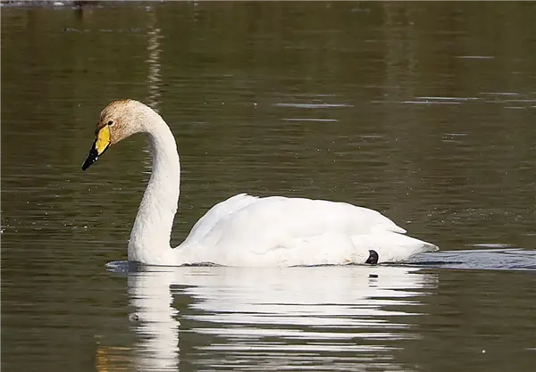 A Whooper Swan, swimming on Linford Lake