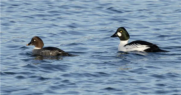 A male & female Goldeneye swimming on Foxcote lake