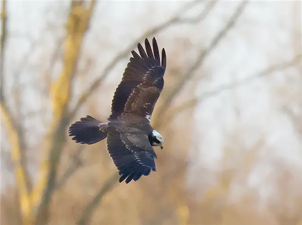 A Marsh Harrier flying in front of the bare trees at Linford reserve