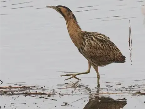 A Bittern wading in the shallows at Calvert