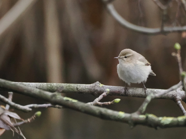 A Siberian Chiffchaff, standing on a budding branch at Tattenhoe, Milton Keynes